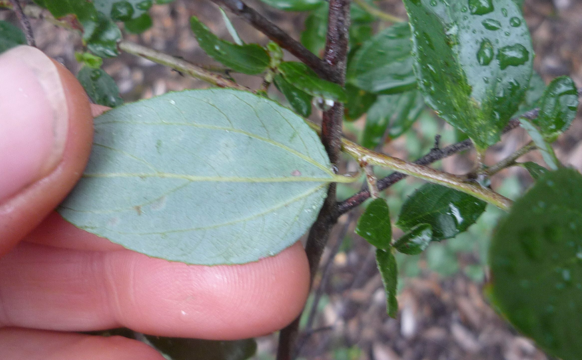 High Resolution Ceanothus oliganthus Leaf